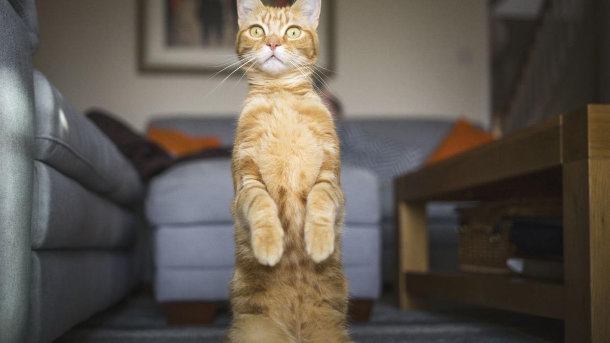 orange cat standing on two legs that you might name marmalade, mango, cheddar for his color