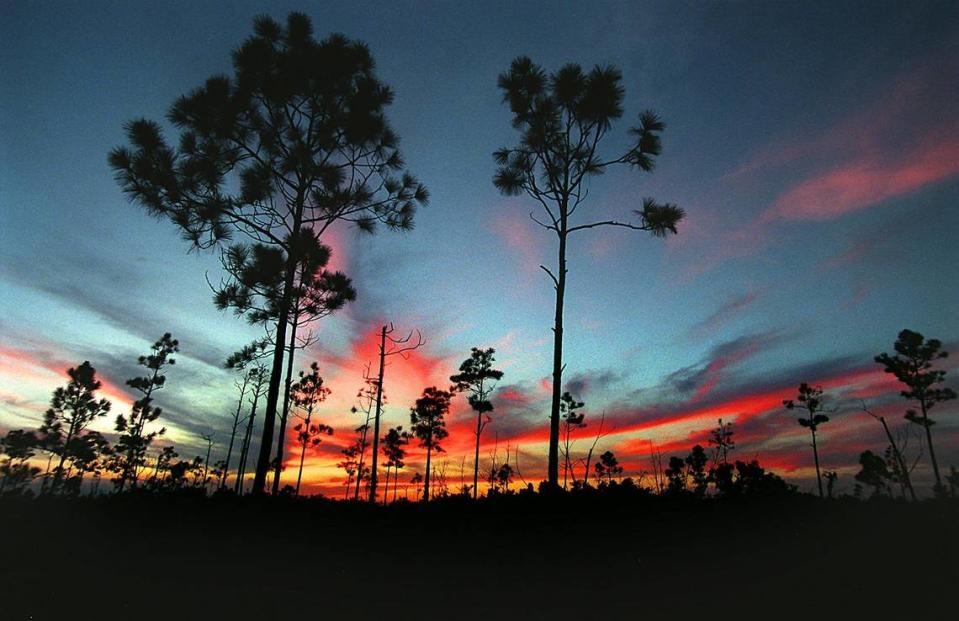 9/5/97 Photo by Tim Chapman...Everglades National Park #25..Sunset in the Pinelands of Everglades National Park.