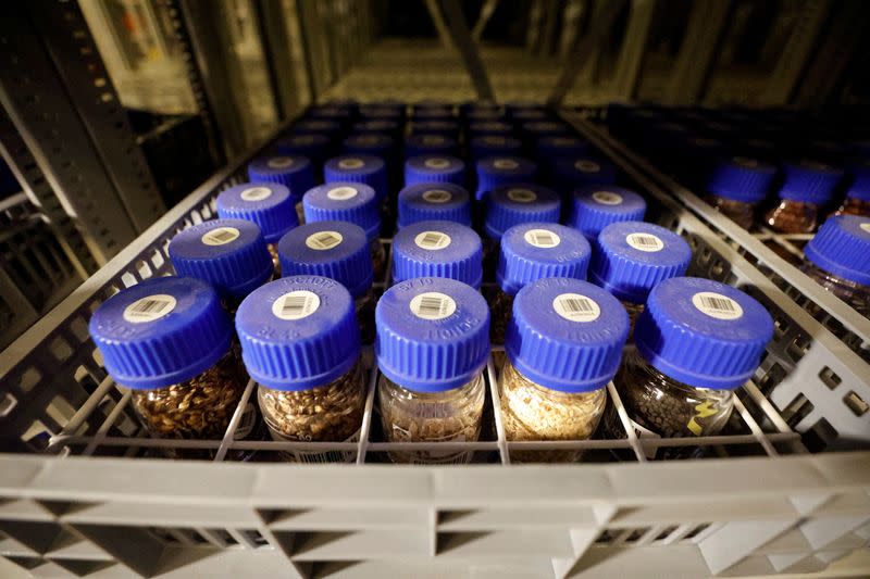 Seeds are stored at the Israel Plant Gene Bank at the Volcani Institute in Rishon LeZion