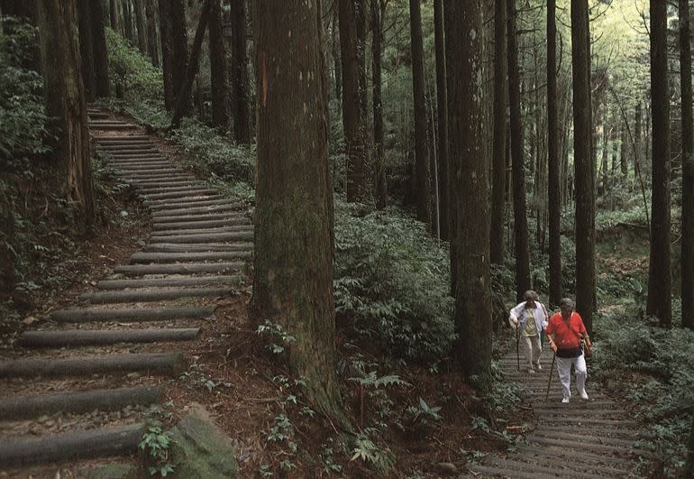 大凍山步道可享受舒心的竹、杉林雙重森林浴，大凍山最高峰為編號60的台灣小百岳。（圖／雄獅提供）