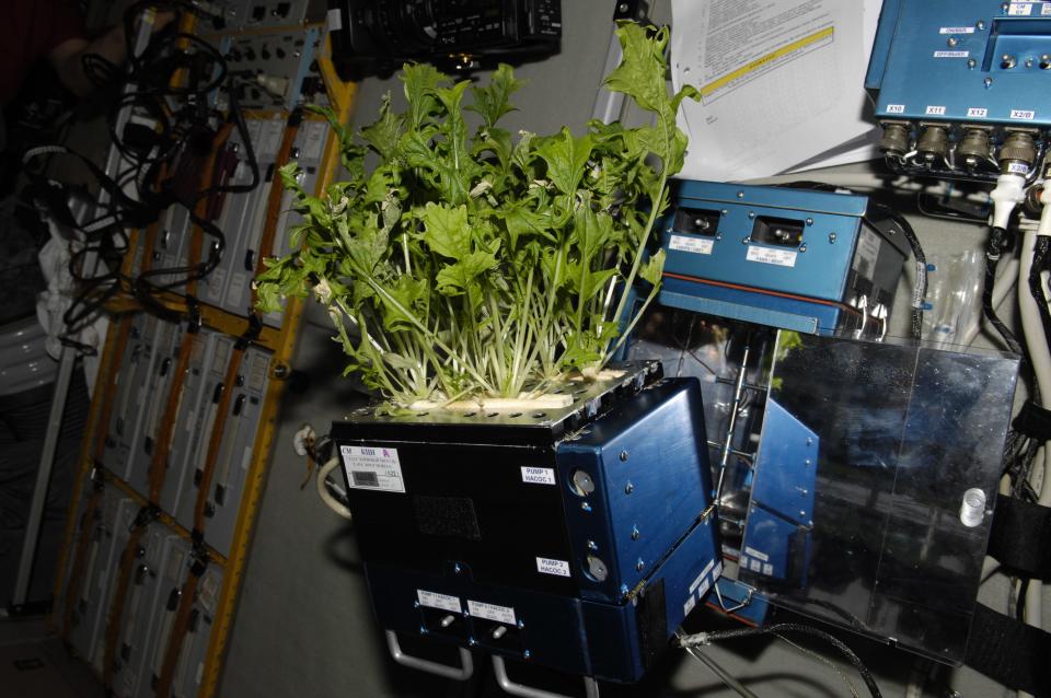 plants in space