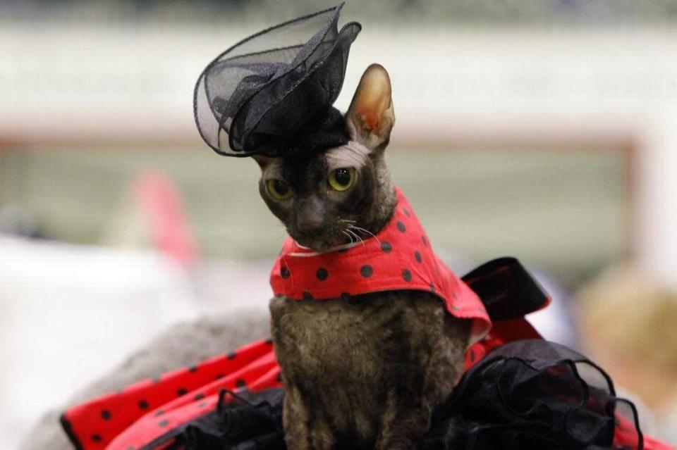 Gia, a 3-year-old Cornish Rex, is all gussied up by Kathy Pritchard of Virginia at the Triple Crown Cat Fanciers show at Kentucky Indoor Sports in Lexington, Ky., Sunday, July 9, 2017. Matt Goins