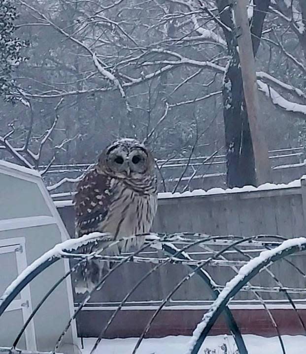 An owl sits in a snow-covered East Memphis backyard. Neighbors say the barred owl is a regular visitor. They call him Mortimer. (photo courtesy Bob Ott)