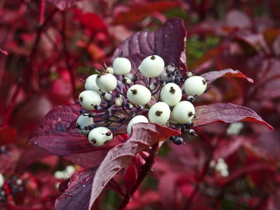 White berries of redtwig dogwood on a branch with red leaves. 