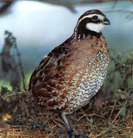 Northern bobwhite is a species of quail that are found in brushy woods and fields in coveys of up to 20 birds. Courtesy photo