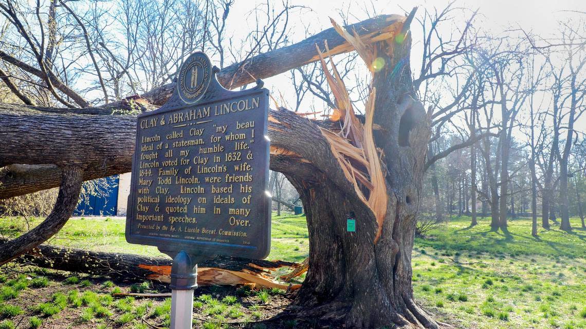 An overblown damaged tree on the grounds of Ashland, The Henry Clay Estate Saturday, March 4, 2023 after being blown over by a strong wind storm the night before that knocked out power to much of Lexington, Ky. The historic grounds lost as many as 15 trees from the storms.