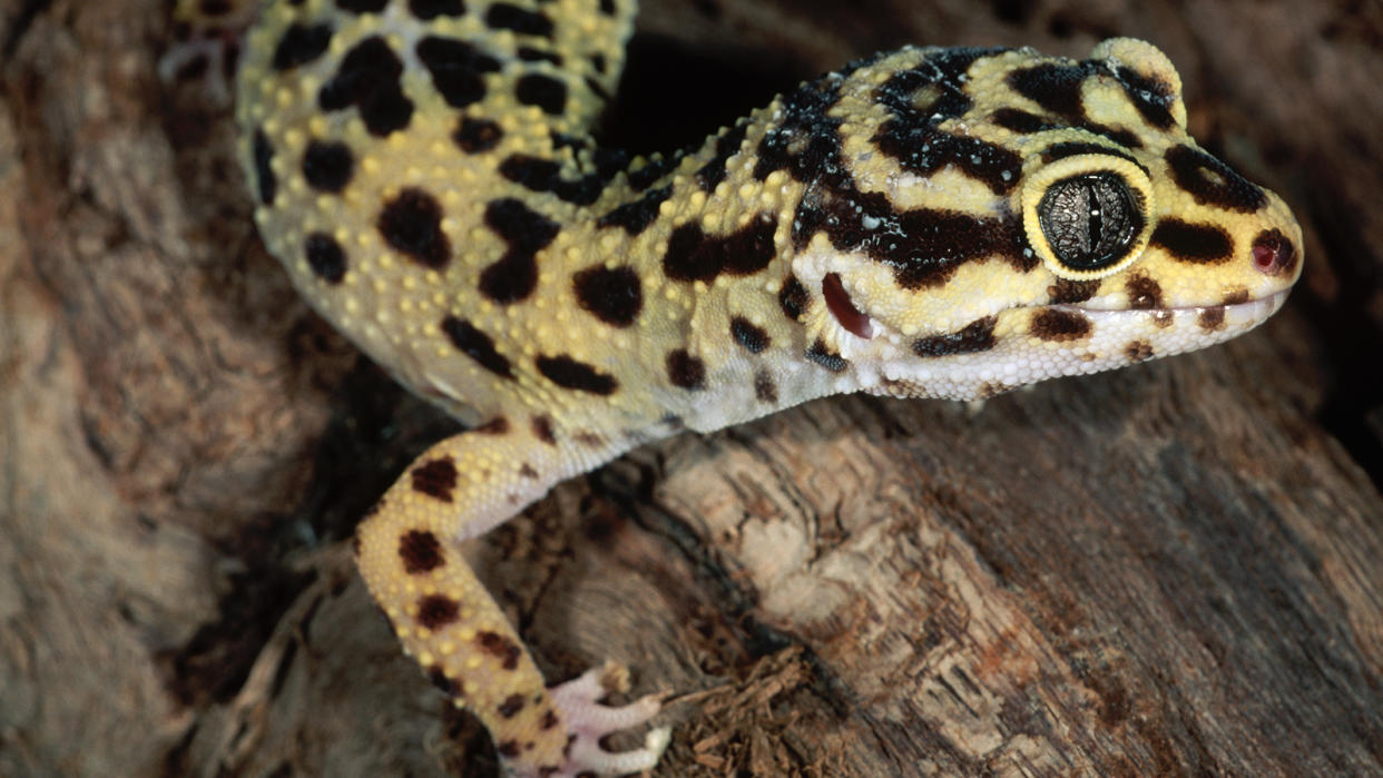 Leopard gecko