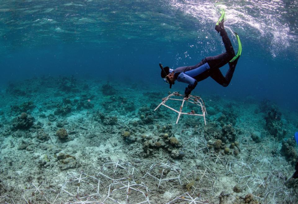 A sand covered open cage is placed over an area of reef by a diver