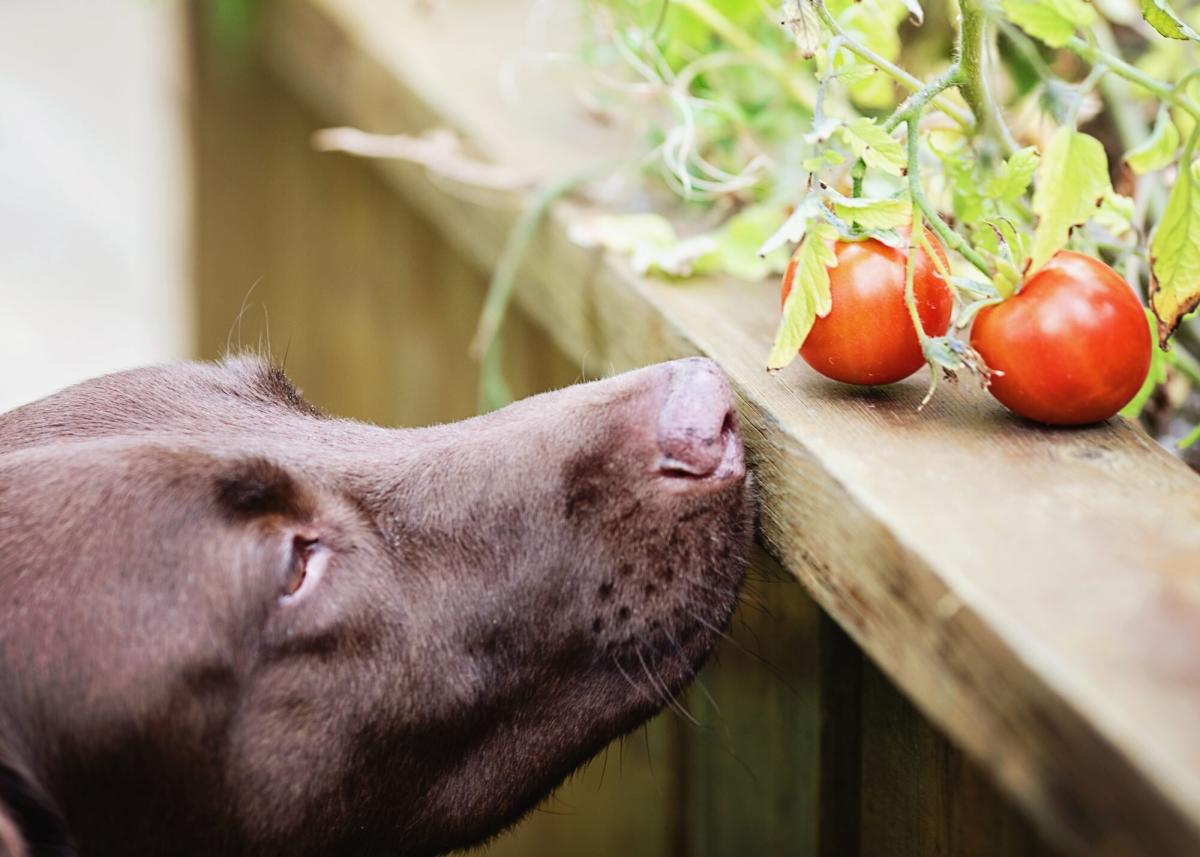 are vegetables from the nightshade family bad for dogs