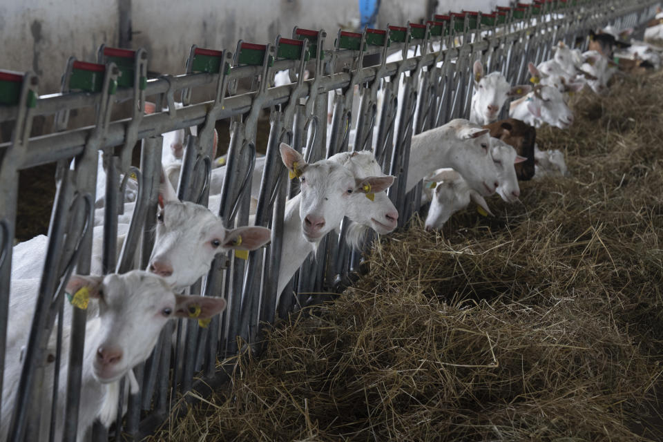 Goats look out a stable on a private farm in Zhurivka, Kyiv region, Ukraine, Thursday, Aug. 10, 2023. Last month, Russia pulled out of the deal that the U.N. and Turkey brokered to provide protection for ships carrying Ukrainian grain through the Black Sea. Moscow has since stepped up attacks on Ukrainian ports and grain infrastructure while Ukraine has hit one of Russia's own ports, leading wheat and corn prices to zigzag on global markets. (AP Photo/Efrem Lukatsky)