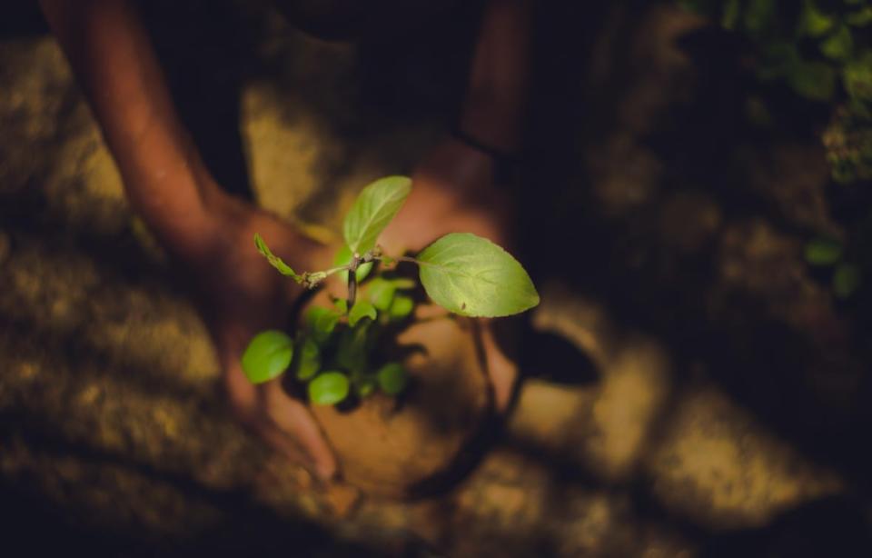 african-american herbalism, thegrio.com