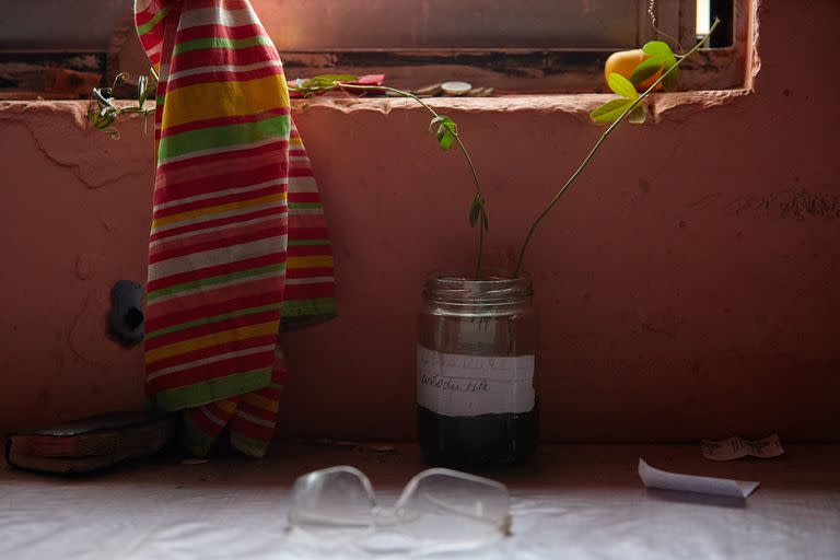 En un frasco que antes contuvo levadura Marcelina está germinando, al amparo del crudo invierno patagónico, una planta de Pasión de Jesús; “Da unas flores hermosísimas”, dice.