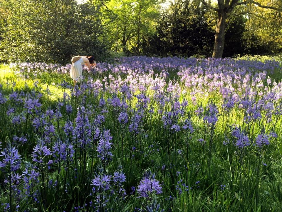 Get lost in the colours of spring flowers (Getty Images)