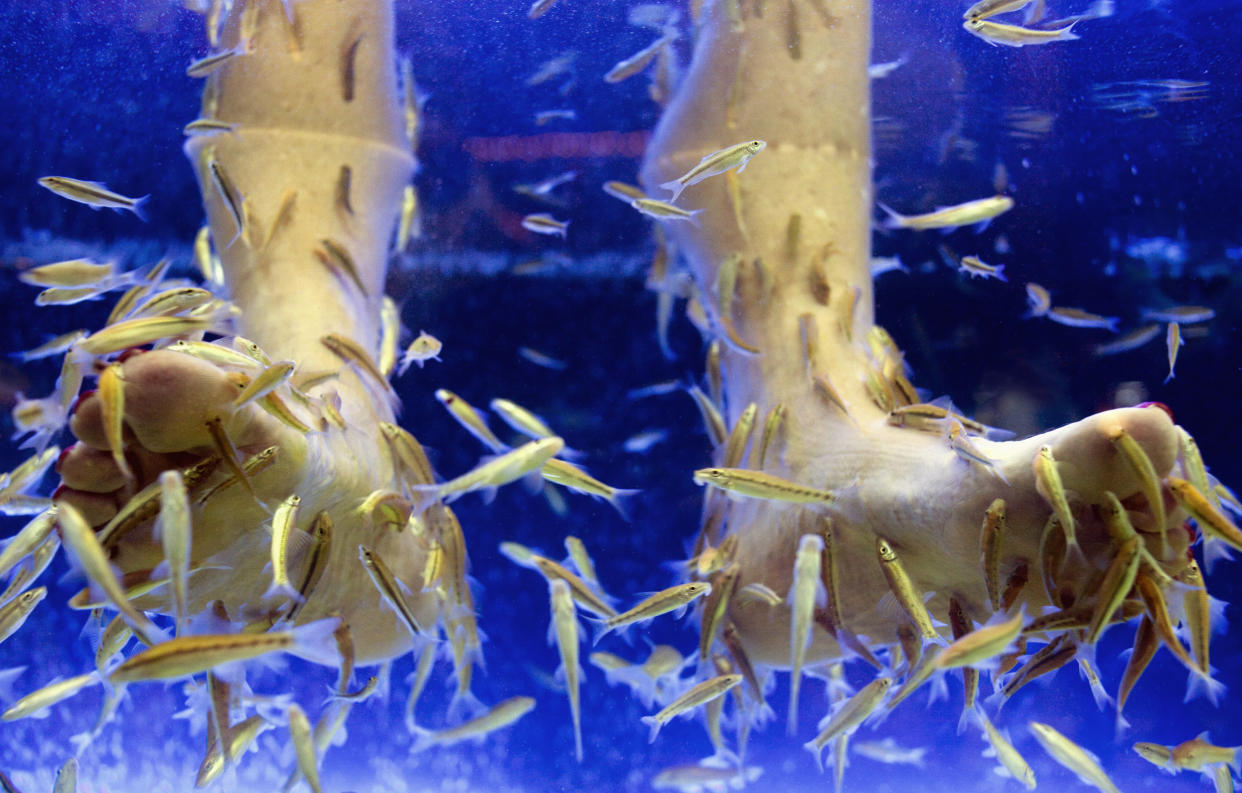 Dermatologists are advising against the bizarre beauty trend of fish pedicures. Image via Getty Images.