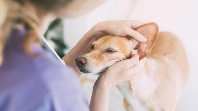 I'm a Veterinarian and This Is a Red Flag That Your Dog's Ears