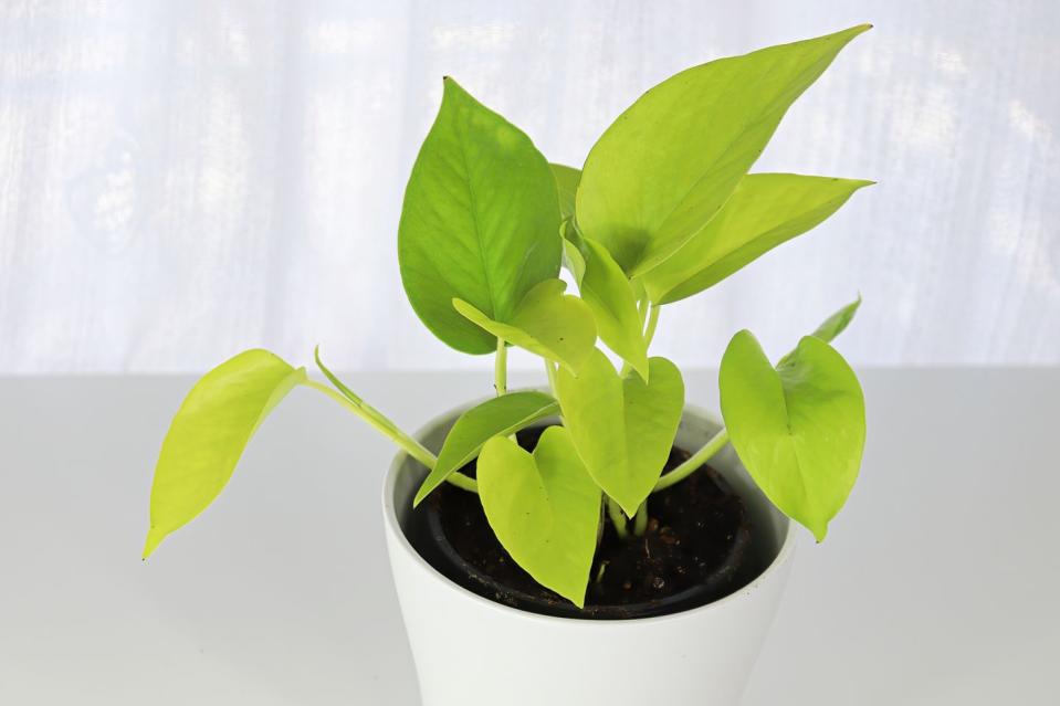 best tropical plants neon pothos