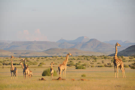 An Angolan giraffe herd is seen in Damaraland, Namibia in this undated handout picture. Courtesy Julian Fennessy/Handout via REUTERS