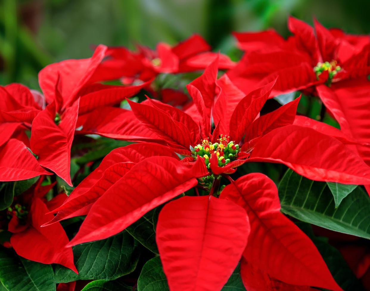 Joel Roberts Poinsett is given credit for bringing the popular red and green plant to the U.S. <a href="https://www.gettyimages.com/detail/photo/close-up-of-poinsettia-flower-royalty-free-image/1188012230?phrase=poinsettia&adppopup=true" rel="nofollow noopener" target="_blank" data-ylk="slk:Constantine Johnny/Getty Images;elm:context_link;itc:0;sec:content-canvas" class="link ">Constantine Johnny/Getty Images</a>