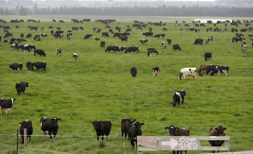 Dairy cows graze on a farm near Oxford, New Zealand, October 2018