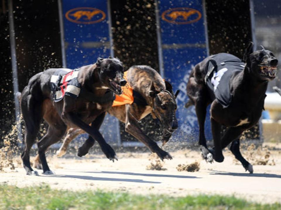 Opponents of greyhound racing say the dogs’ welfare is sacrificed for entertainment and betting profits (Getty)