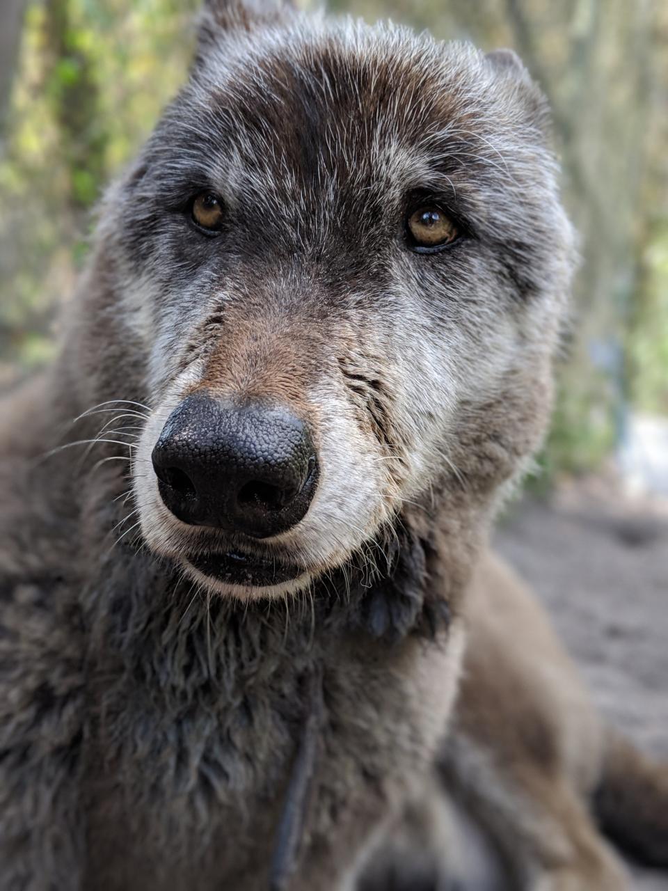 Yuki, a wolfdog at Shy Wolf Sanctuary in Naples, Florida, died in 2020 but not before becoming popular worldwide in a viral photo with Brittany Allen, a Shy Wolf volunteer, in 2019.