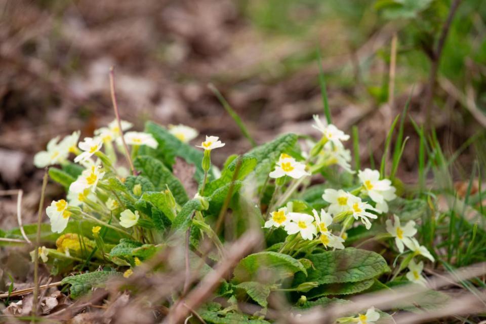 Oxford Mail: Primroses growing by the lineside