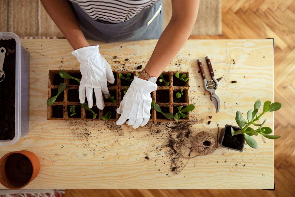 Even if you’re just considering saving seeds or dividing a perennial, check this basic guide to plant patents first. (Getty Images)