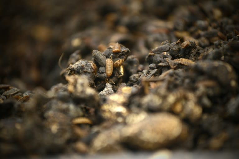 "These bugs are not disgusting! They are for managing food waste. You have to look at this from another angle," Hu Rong, the manager of a black soldier fly farm, tells AFP