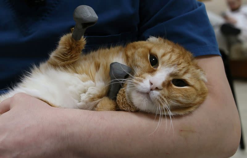 Veterinarian Sergei Gorshkov holds his patient Ryzhik the cat, who lost all four paws and got 3D-printed titanium prosthetics in 2019, at the veterinarian clinic in Novosibirsk