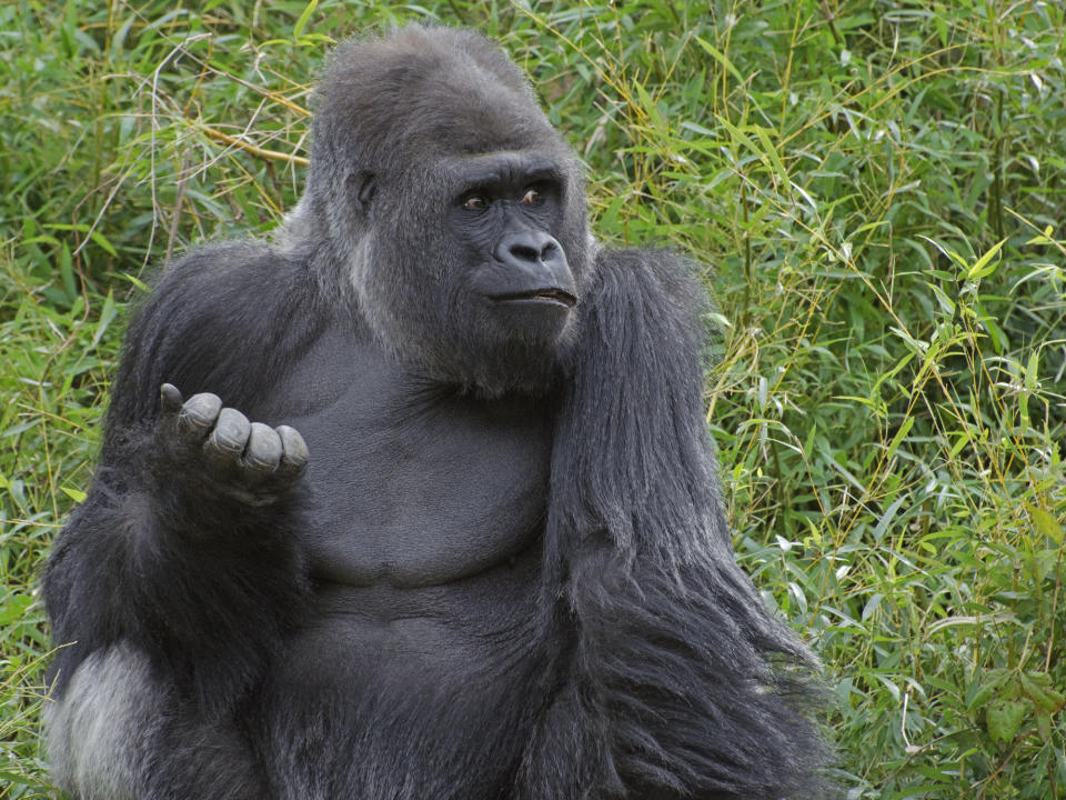 Male gorilla with funny expression on face