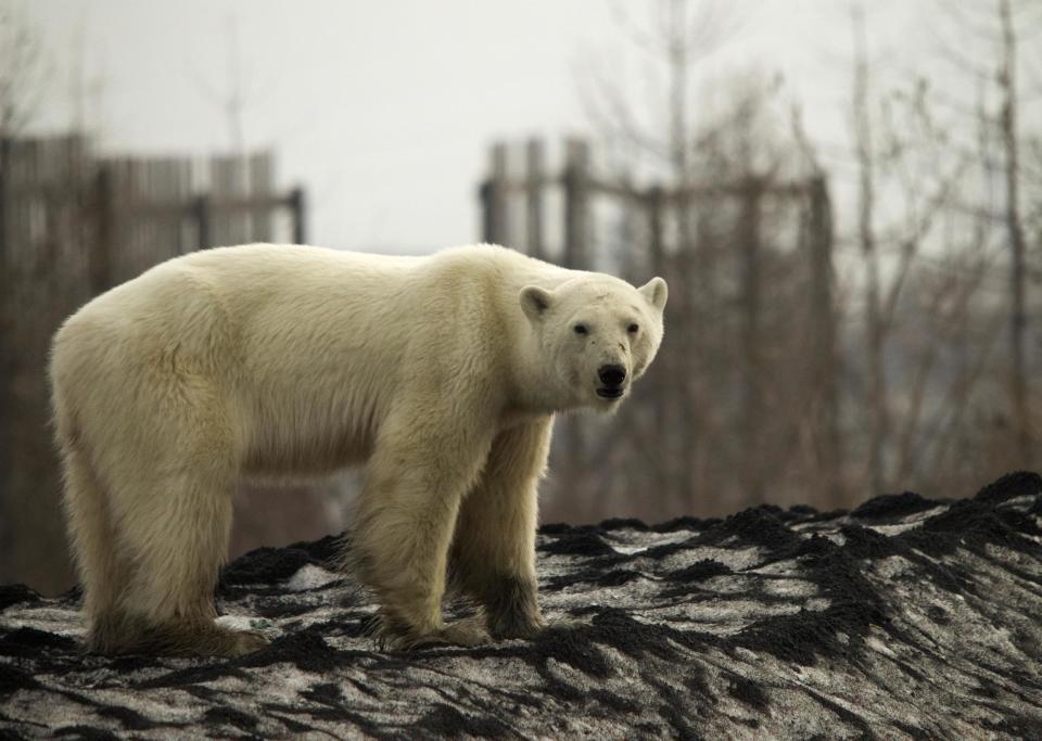 The female bear was roaming around a factory under observation by officials (REUTERS)