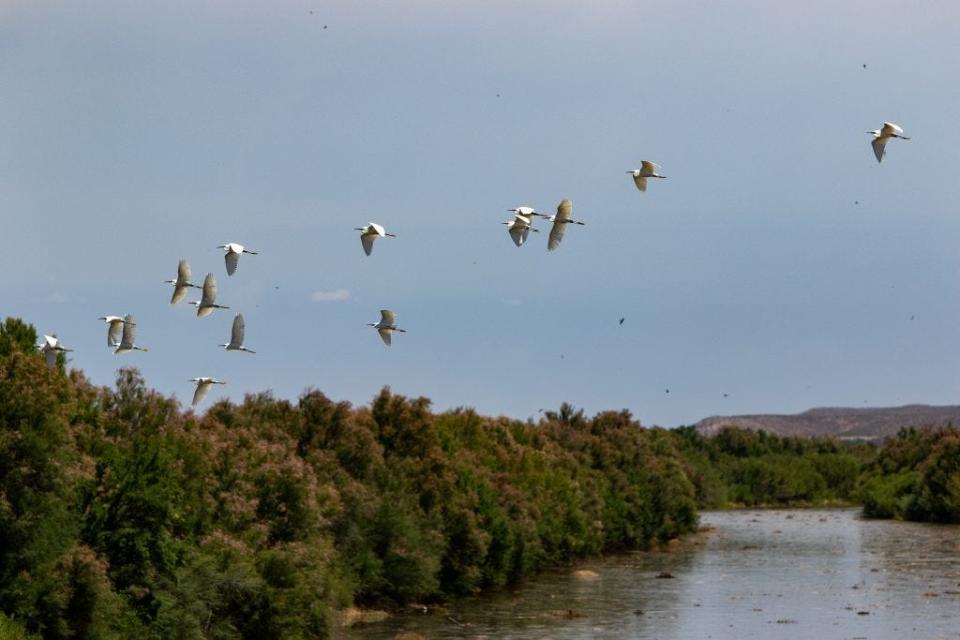 A flock of egrets flies over the Rio Grande near Derry, N.M., as the river fills with water released from Caballo Reservoir in May.