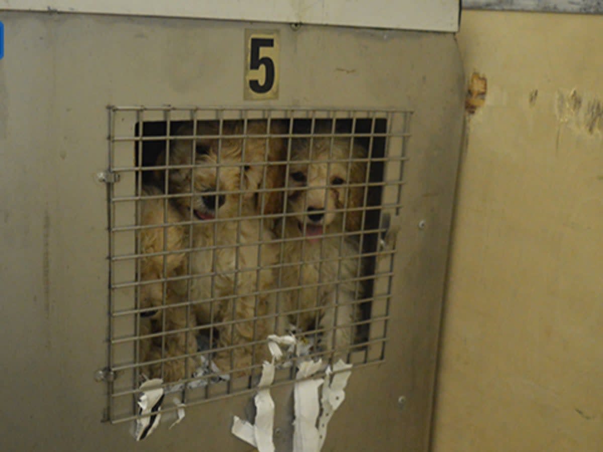 Puppies smuggled in a lorry at Holyhead port (RSPCA)