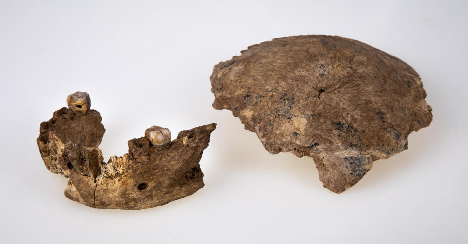 This undated photo provided by Tel Aviv University in June 2021 shows a human ancestor mandible and skull discovered in Neher Ramla, Israel. On Thursday, June 24, 2021, scientists reported that the bones found in a quarry are from a branch of the human evolutionary tree and are 120,000 to 140,000 years old. (Avi Levin and Ilan Theiler, Sackler Faculty of Medicine, Tel Aviv University via AP)