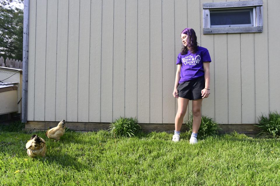 Gwyneth Glombowski, 16, lets her two chickens stroll around in her backyard at her home in Marysville on Thursday, May 12, 2022. Glombowski shows chickens and rabbits in 4H at the St. Clair County Fair. She might not be able to show her poultry this year after the Michigan Department of Agriculture and Rural Development stopped all poultry and waterfowl exhibitions in Michigan until the state goes 30 days without a new detection of avian influenza in domestic poultry.