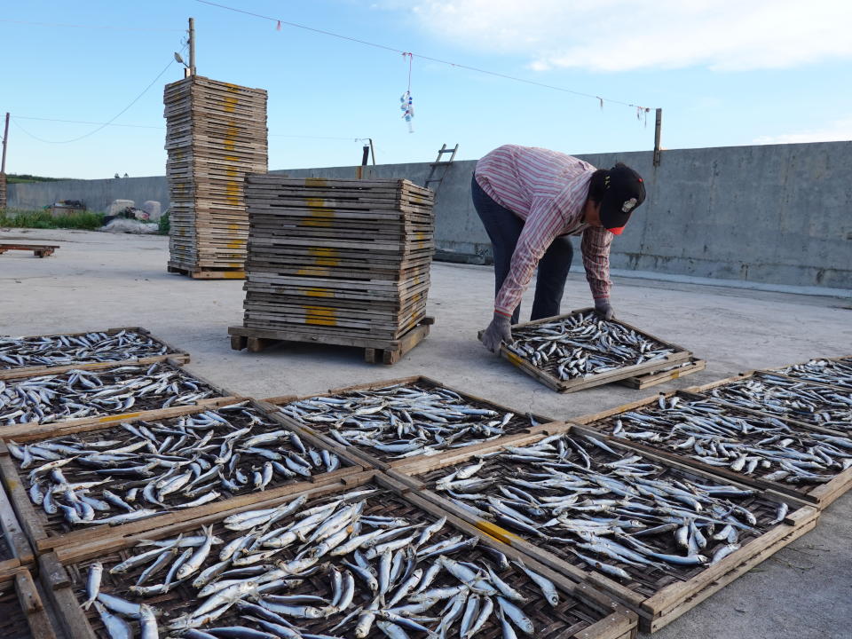 〈澎湖曬魚場大解密！〉劇照