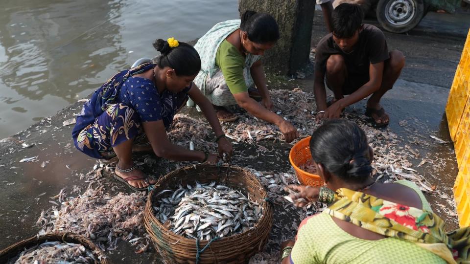 The women of Mumbai's Koli community are in charge of sorting and cleaning the day's fish catch, and are often the ones who sell the fish at local markets. 