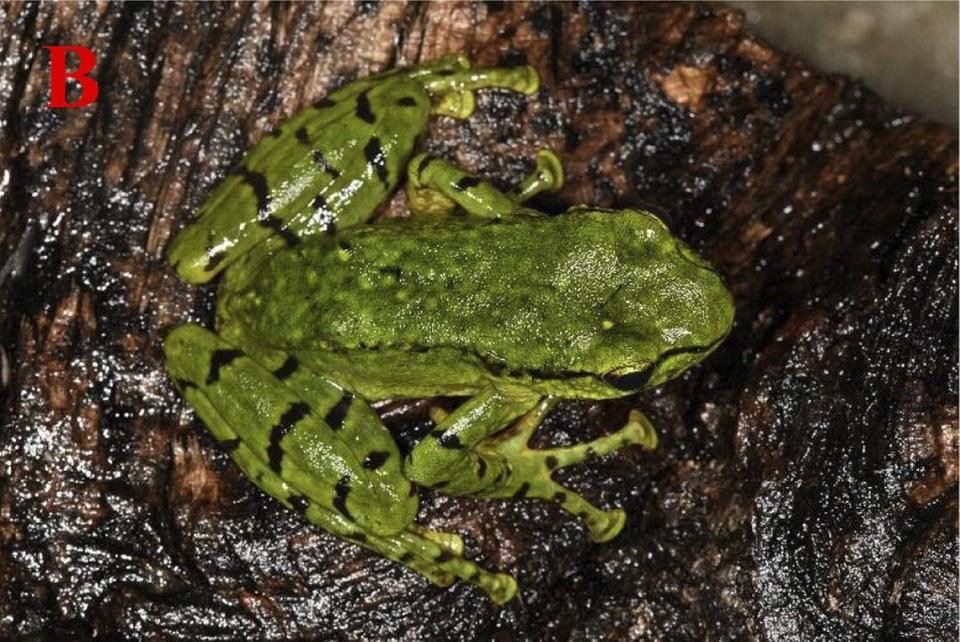 An Amolops yangi, or Yang’s torrent frog, seen from above.