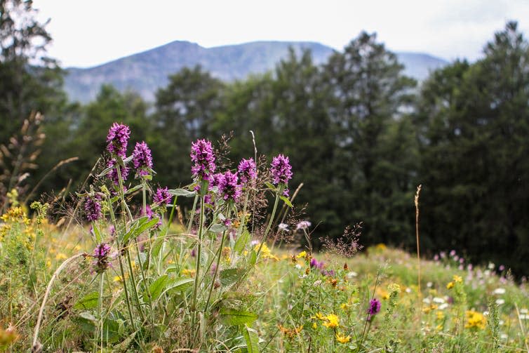 <span class="caption">The pace at which biodiversity responds to forest loss can vary from a couple of years to several decades.</span> <span class="attribution"><span class="source">Gergana Daskalova</span>, <span class="license">Author provided</span></span>