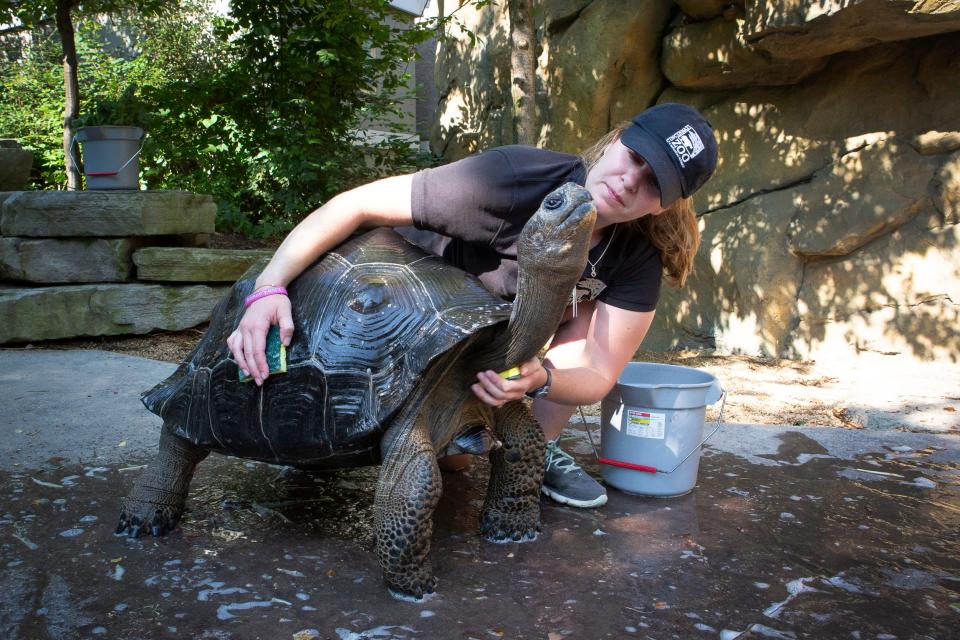 Reptile keeper Jenna Lamping gives Padfoot, a Galapagos Tortoise, a bath at the Cincinnati Zoo & Botanical Garden in 2019.