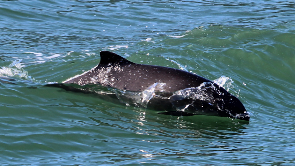 A harbor porpoise riding the wake of a boat in Burrows Pass, Salish Sea. While not as commonly seen compared to dolphins, this behavior is more common than previously thought for this species. Photo credit: Cindy R. Elliser, Pacific Mammal Research