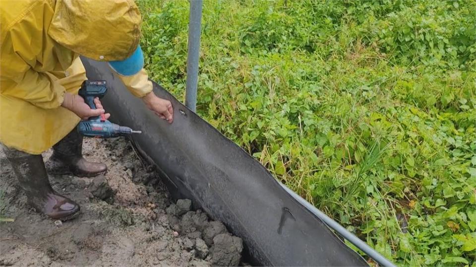 一隻都別想逃！　苗栗蟹農「築長城」防蟹群落跑