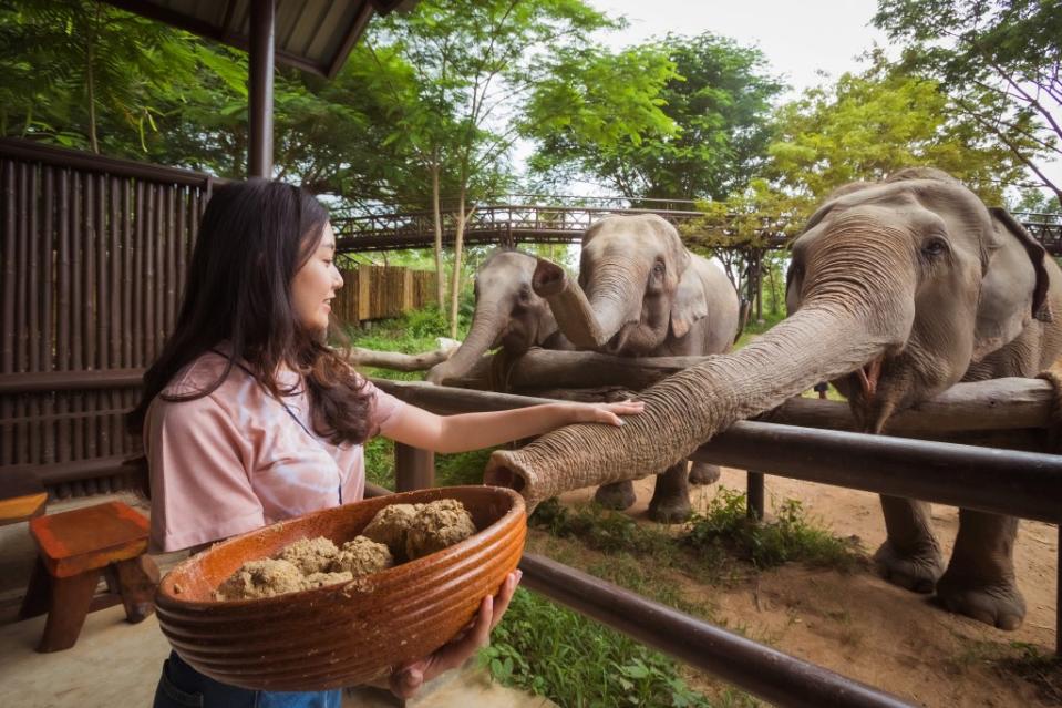 Visit the Koh Samui Elephant Kingdom, a sustainable sanctuary for elephants. Courtesy of Tourism Authority of Thailand (TAT)