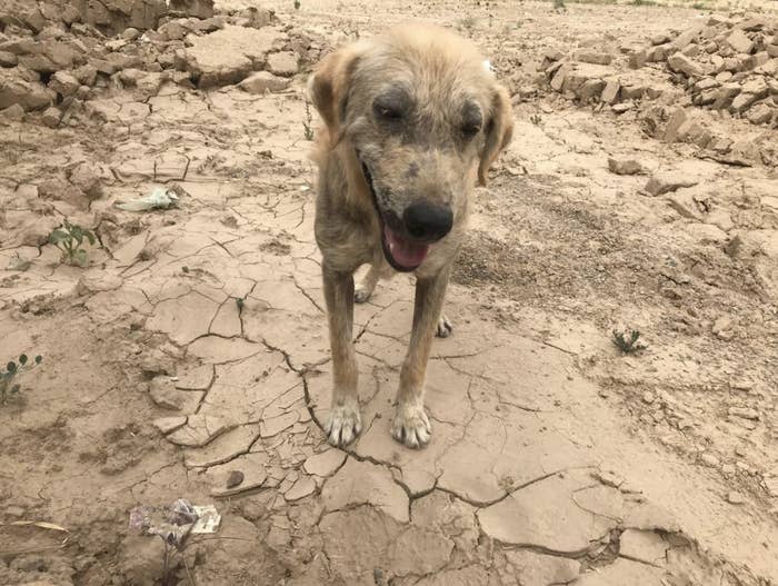 Closeup of a malnourished dog