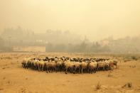 Sheep gather during a wildfire near Limni village on the island of Evia, about 160 kilometers (100 miles) north of Athens, Greece, Wednesday, Aug. 4, 2021. The European Union promised assistance Wednesday to Greece and other countries in southeast Europe grappling with huge wildfires after a blaze gutted or damaged more than 100 homes and businesses near Athens. (AP Photo/Thodoris Nikolaou)