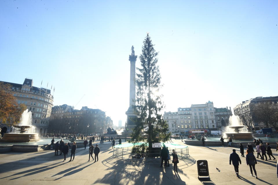 The Christmas tree in Trafalgar Square, which is given every year by the city of Oslo as a token of Norwegian gratitude to the people of London for their assistance during the Second World War, and whose lights will be turned on Thursday evening. However some people are concerned that it's looking a little thinner than usual.