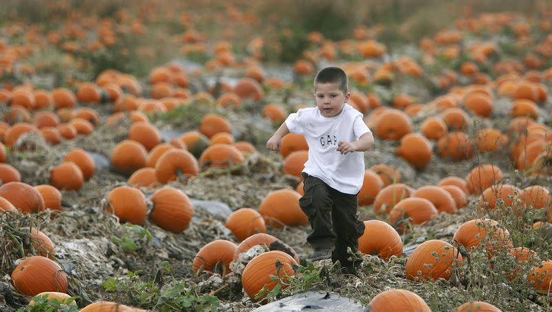 You just know when it’s the perfect pumpkin. Kaden Chacon, 5, of Spanish Fork seems to have his eye on the perfect pumpkin as he runs through Jaker’s Jack-O-Lanterns pumpkin field in Springville.