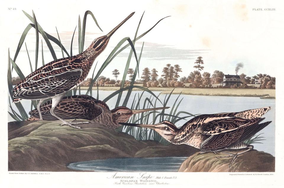 John James Audubon’s illustration of American snipes, from ‘Birds of America.’ <a href="https://www.audubon.org/birds-of-america/american-snipe" rel="nofollow noopener" target="_blank" data-ylk="slk:Courtesy of the John James Audubon Center at Mill Grove, Montgomery County Audubon Collection, and Zebra Publishing;elm:context_link;itc:0;sec:content-canvas" class="link ">Courtesy of the John James Audubon Center at Mill Grove, Montgomery County Audubon Collection, and Zebra Publishing</a>