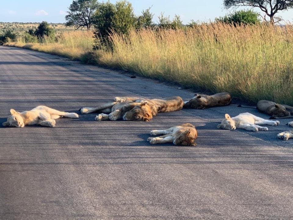 lions southa frica