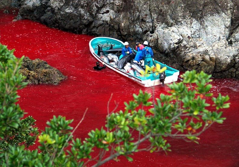 《血色海灣》揭露日本太地町港血腥的捕鯨豚真相。japantimes